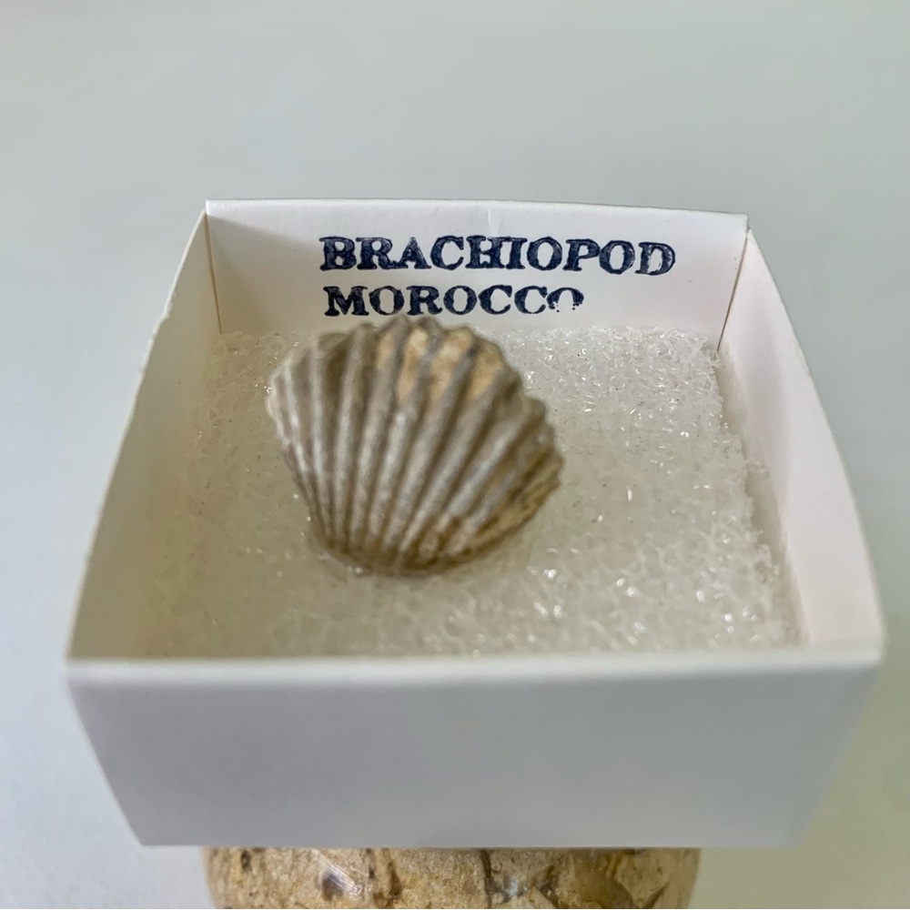 Brachiopod Fossil Rhynchoellida Boujdour Western Sahara Morocco Cretaceous Boxed